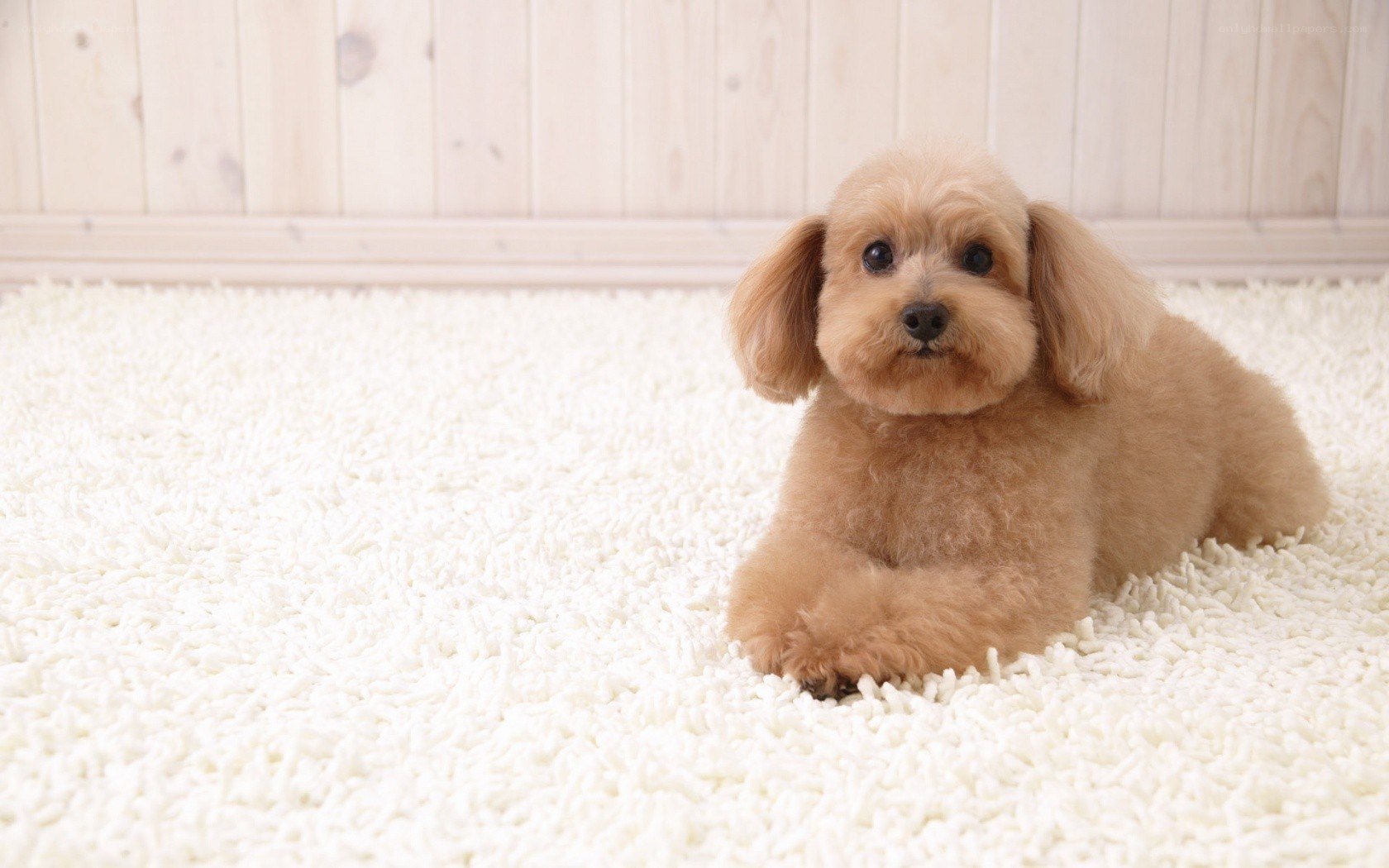 brown poodle on white carpet