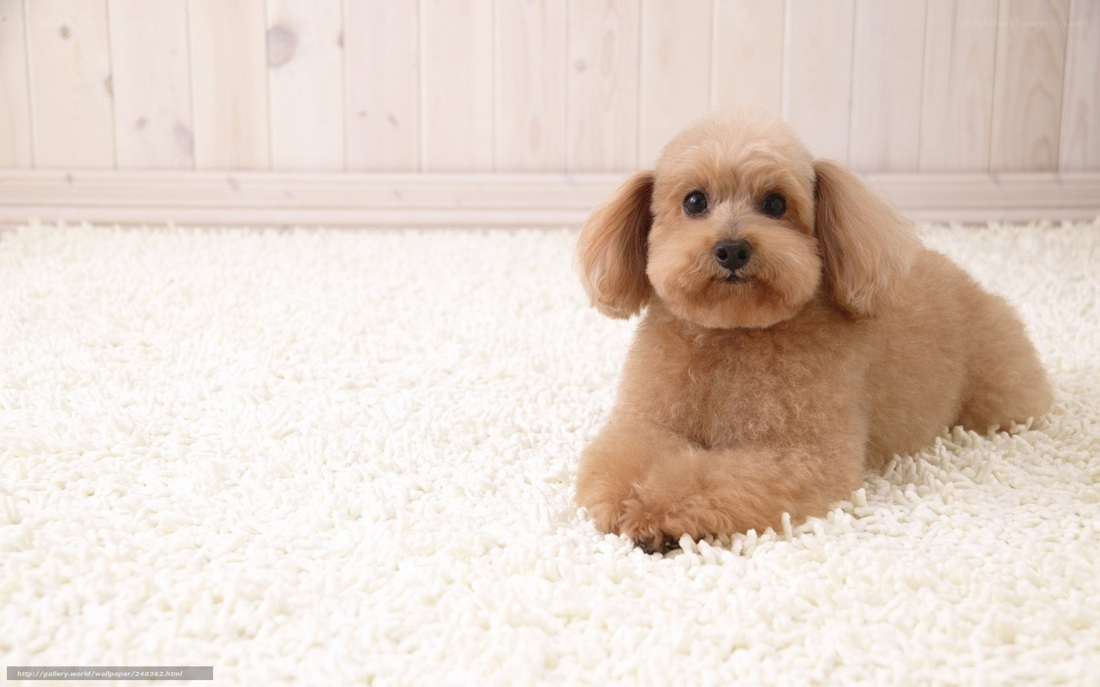 brown poodle on white carpet