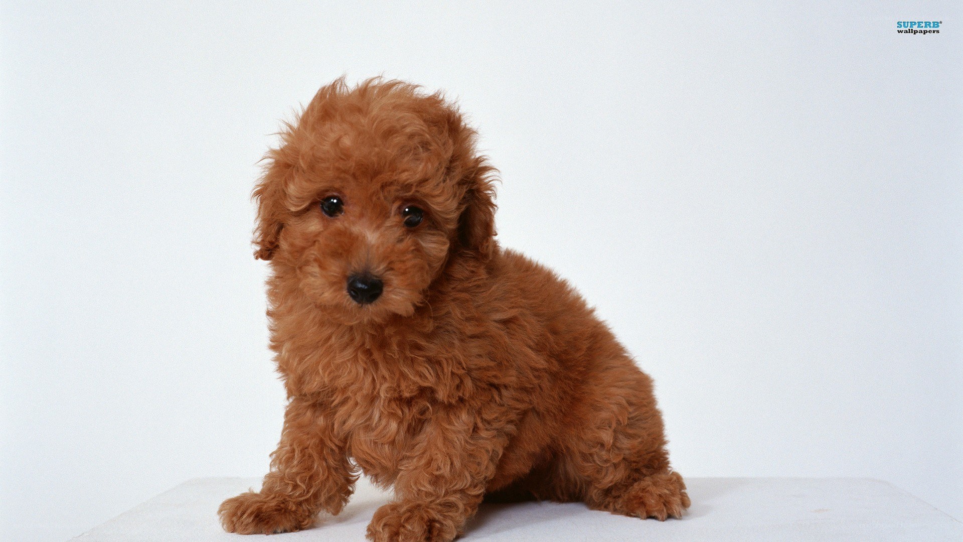 brown poodle puppy
