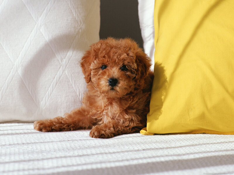Brown Poodle Puppy — Calm, Afternoon