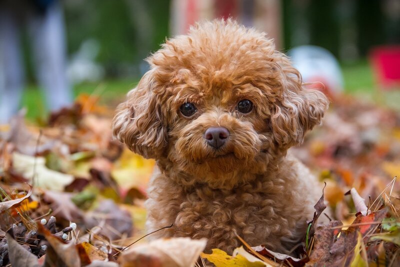 Brown Poodle Puppy — Calm, Autumn