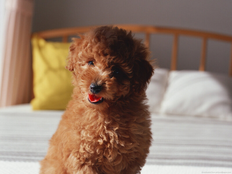 Brown Poodle Puppy — Calm, Morning