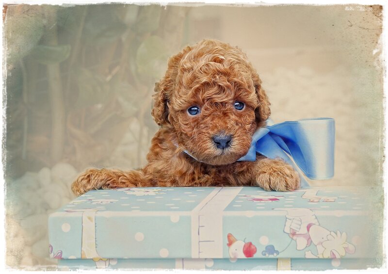 Brown Poodle Puppy — Calm, Photograph, Blue Bow