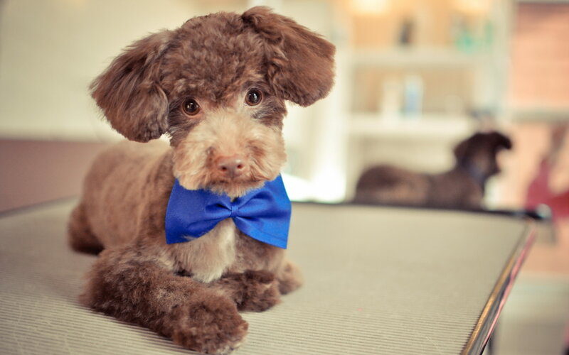 Brown Poodle Puppy — Calm, Photograph, Bow Tie