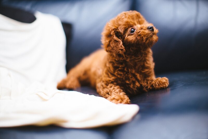 Brown Poodle Puppy — Calm, Photograph, Couch