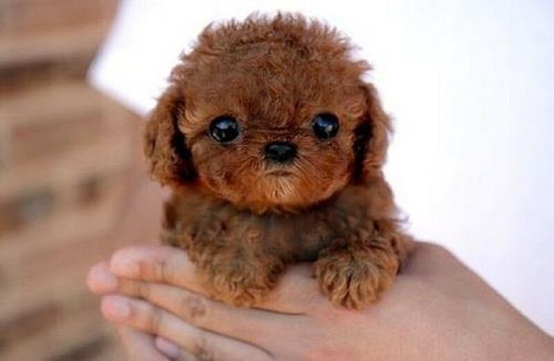 Brown Poodle Puppy — Calm, Photograph, Hand