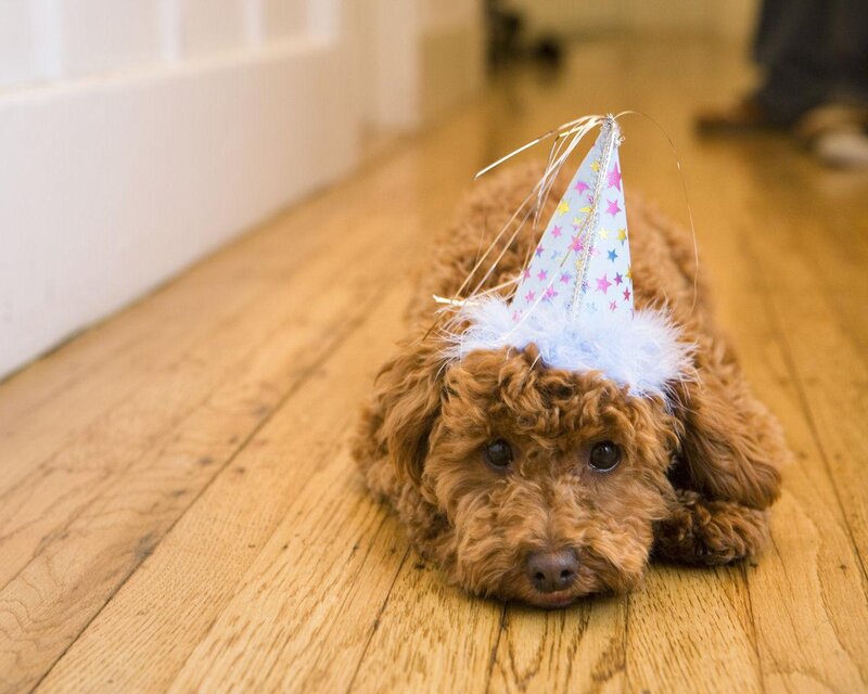Brown Poodle Puppy — Calm, Photograph, Party Hat