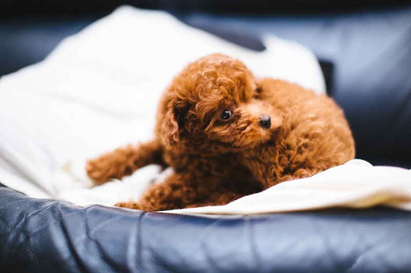 Brown Poodle Puppy — Calm, Photograph, Pillow