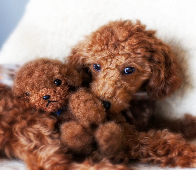 Brown Poodle Puppy — Calm, Photograph, Teddy Bear
