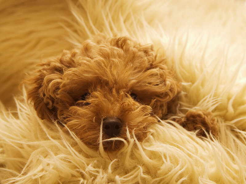 Brown Poodle Puppy — Calm, Photograph