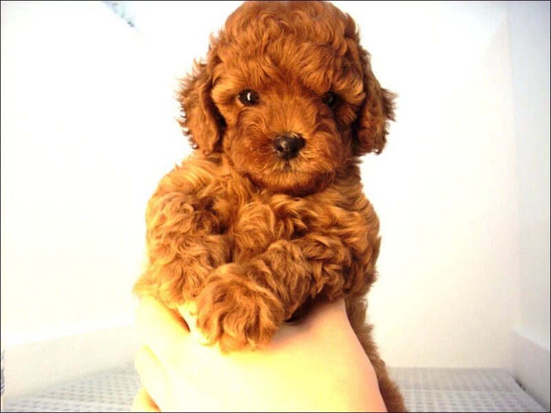 Brown Poodle Puppy — Cute