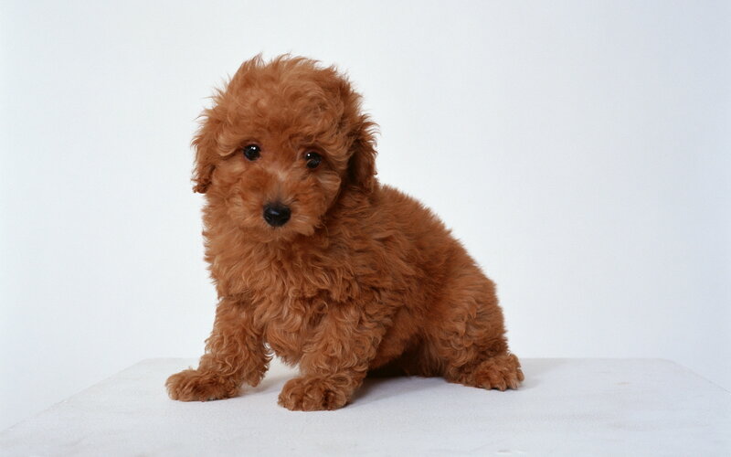 Brown Poodle Puppy — Neutral, Photograph