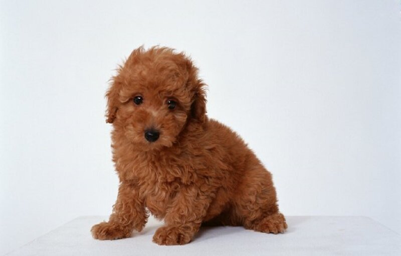Brown Poodle Puppy — Neutral, Photograph, White Surface
