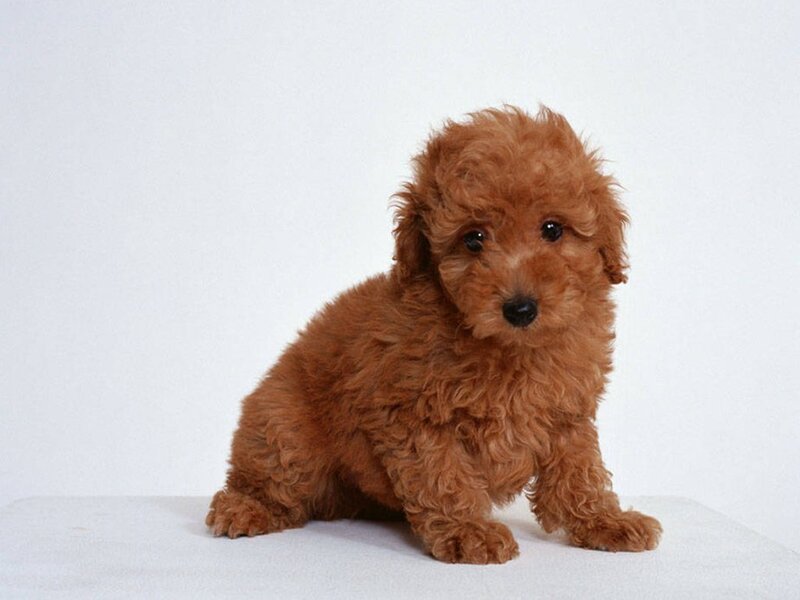 Brown Poodle Puppy — Neutral