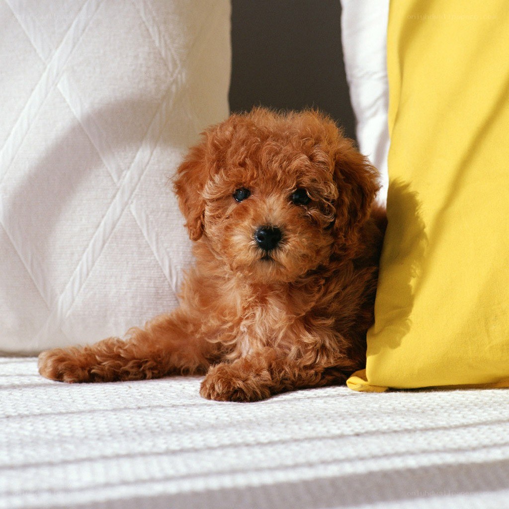brown poodle puppy on bed