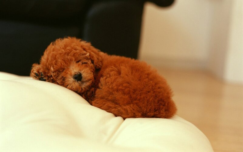 Brown Poodle Puppy — Peaceful, Photograph