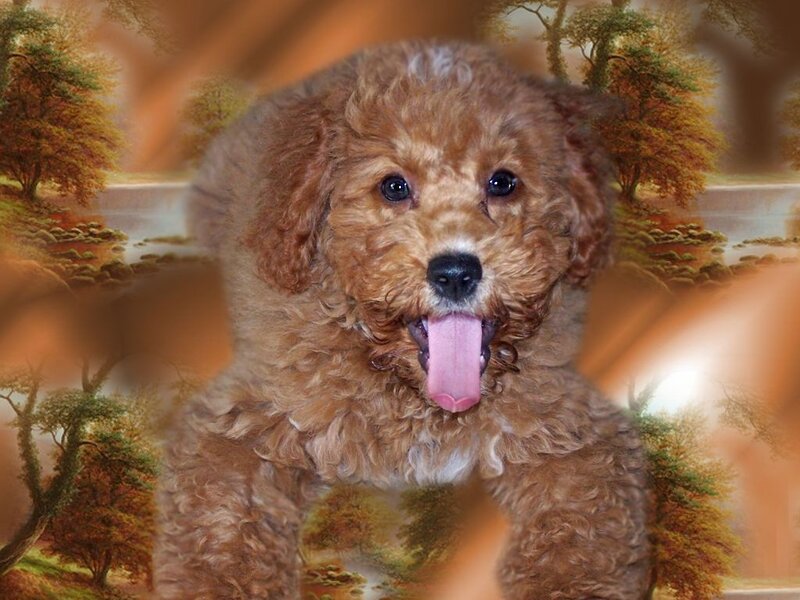 Brown Poodle Puppy — Peaceful