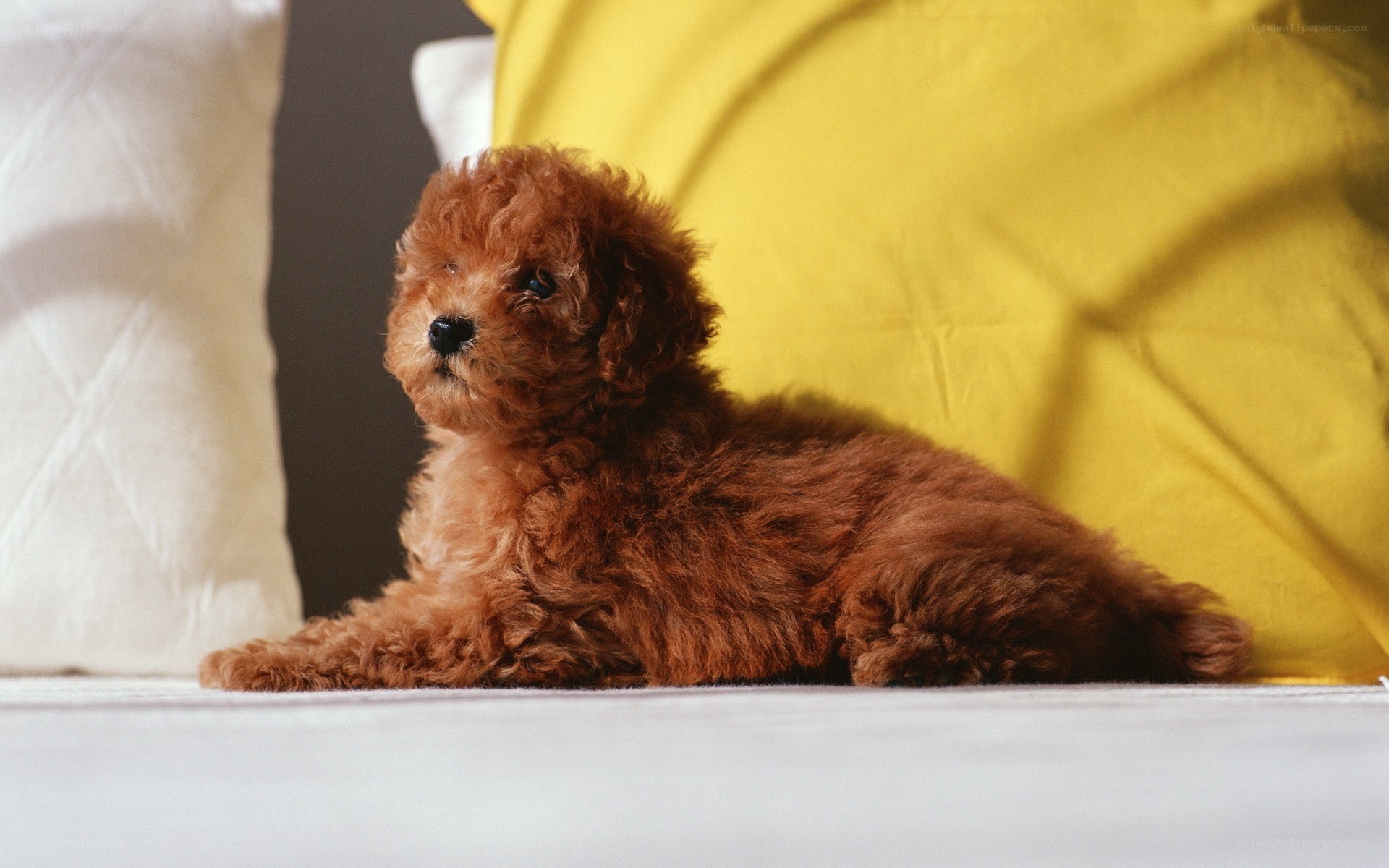 brown poodle puppy resting
