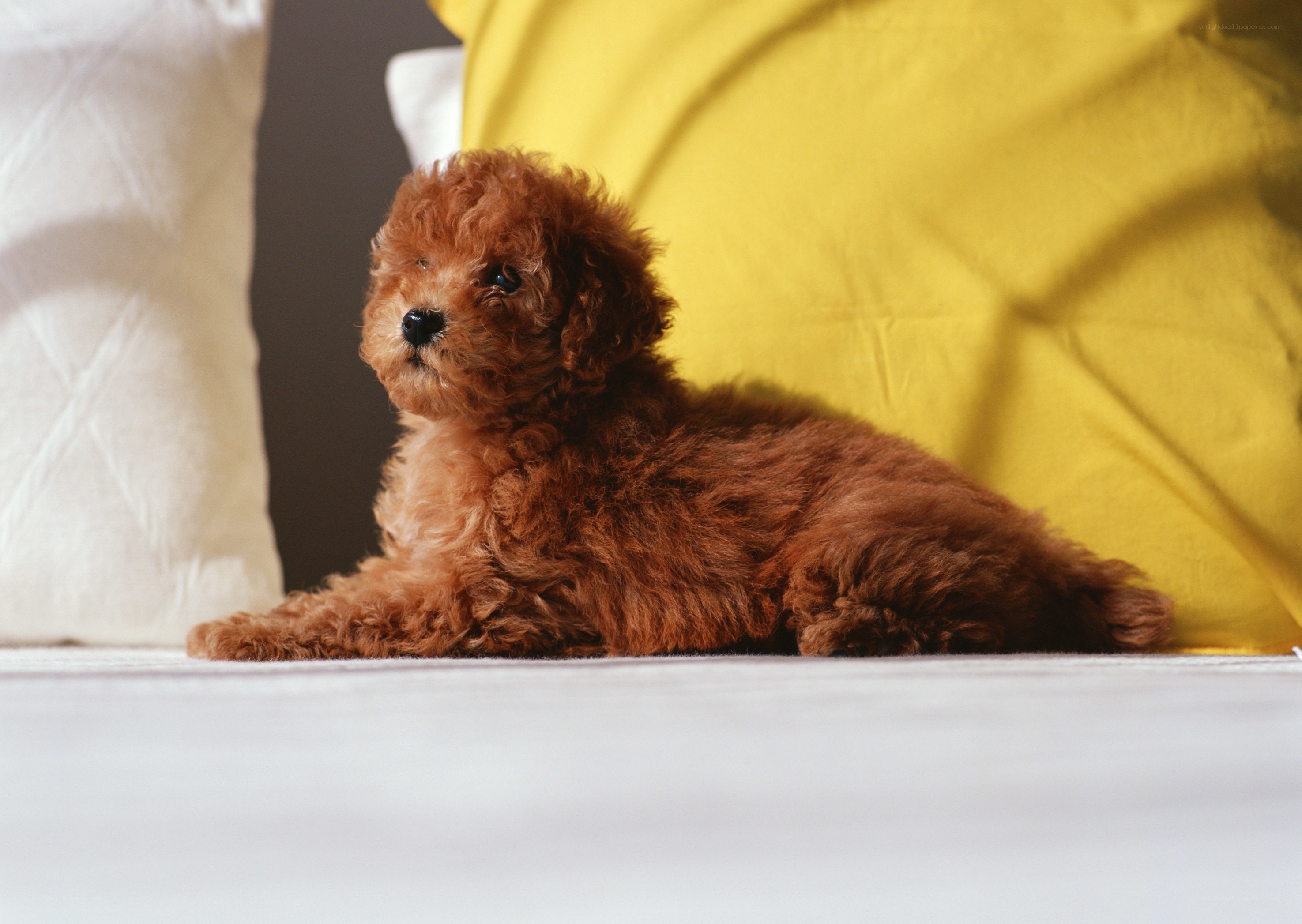brown poodle puppy resting