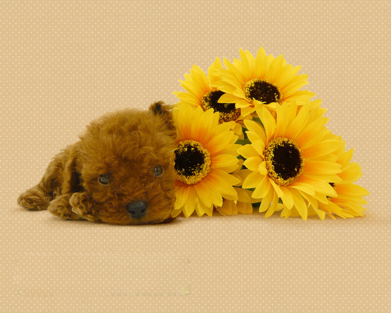Brown Poodle Puppy — Yellow, Calm