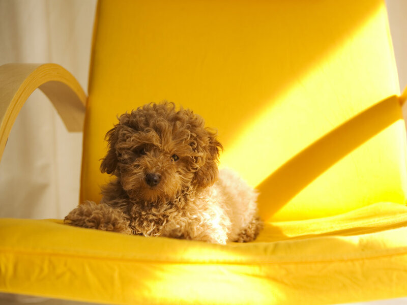 Brown Poodle Puppy — Yellow