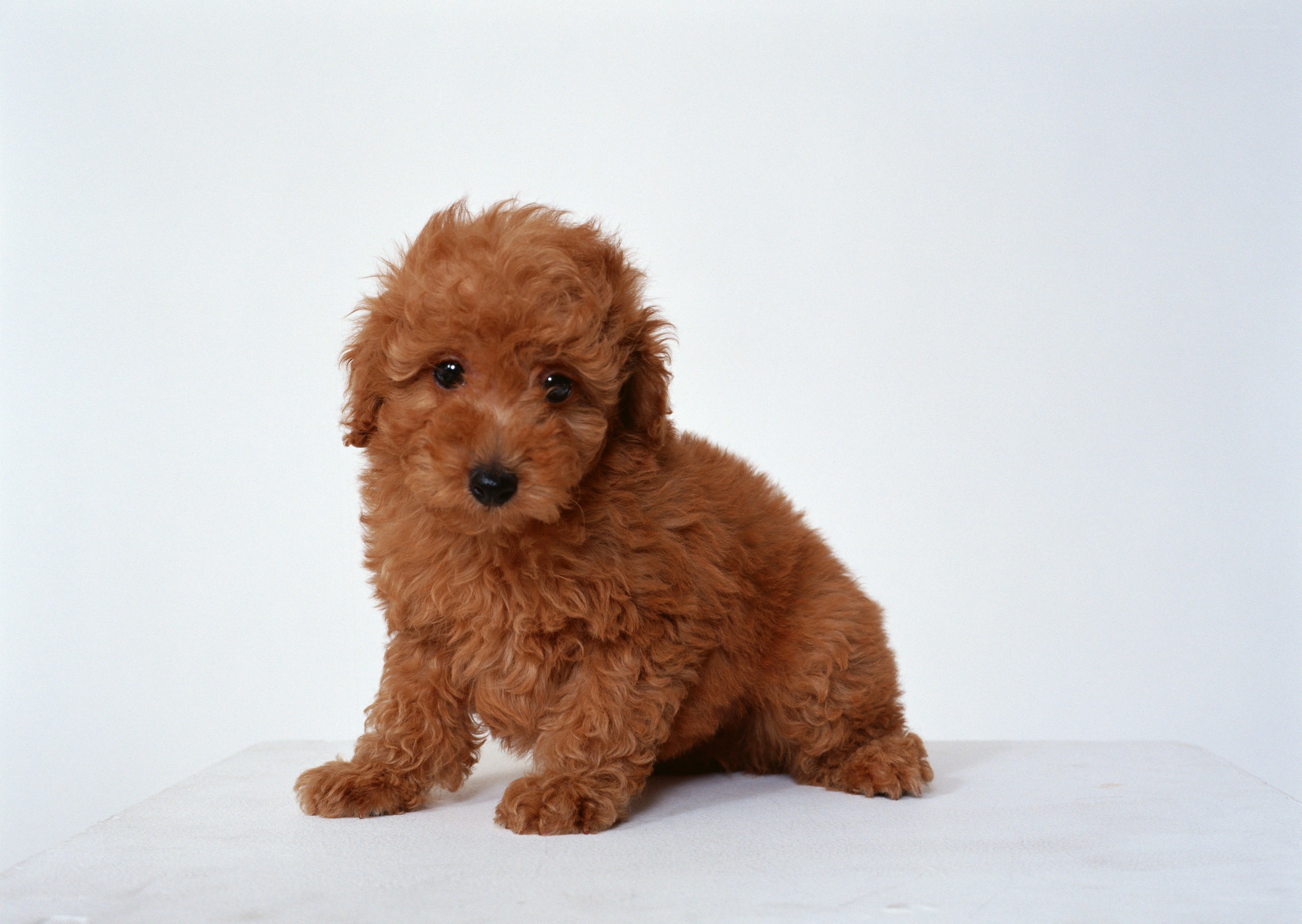 brown poodle puppy