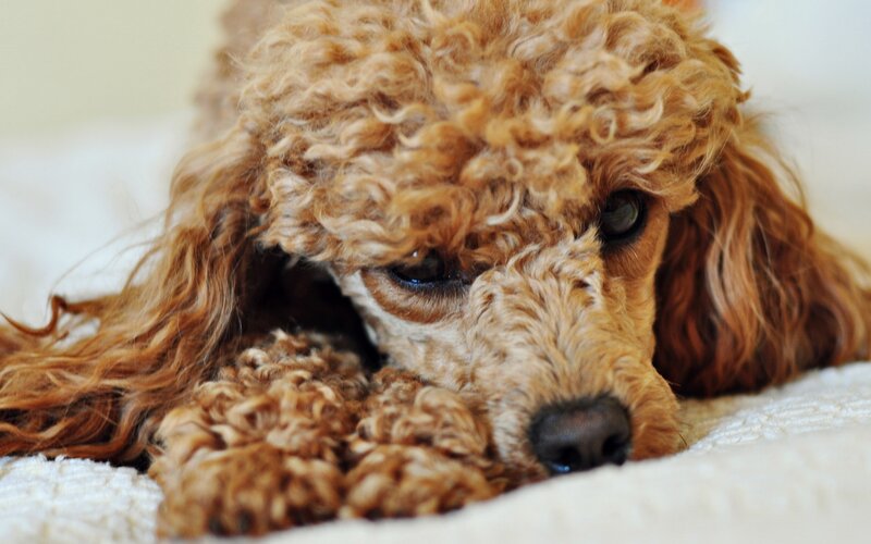 brown poodle resting