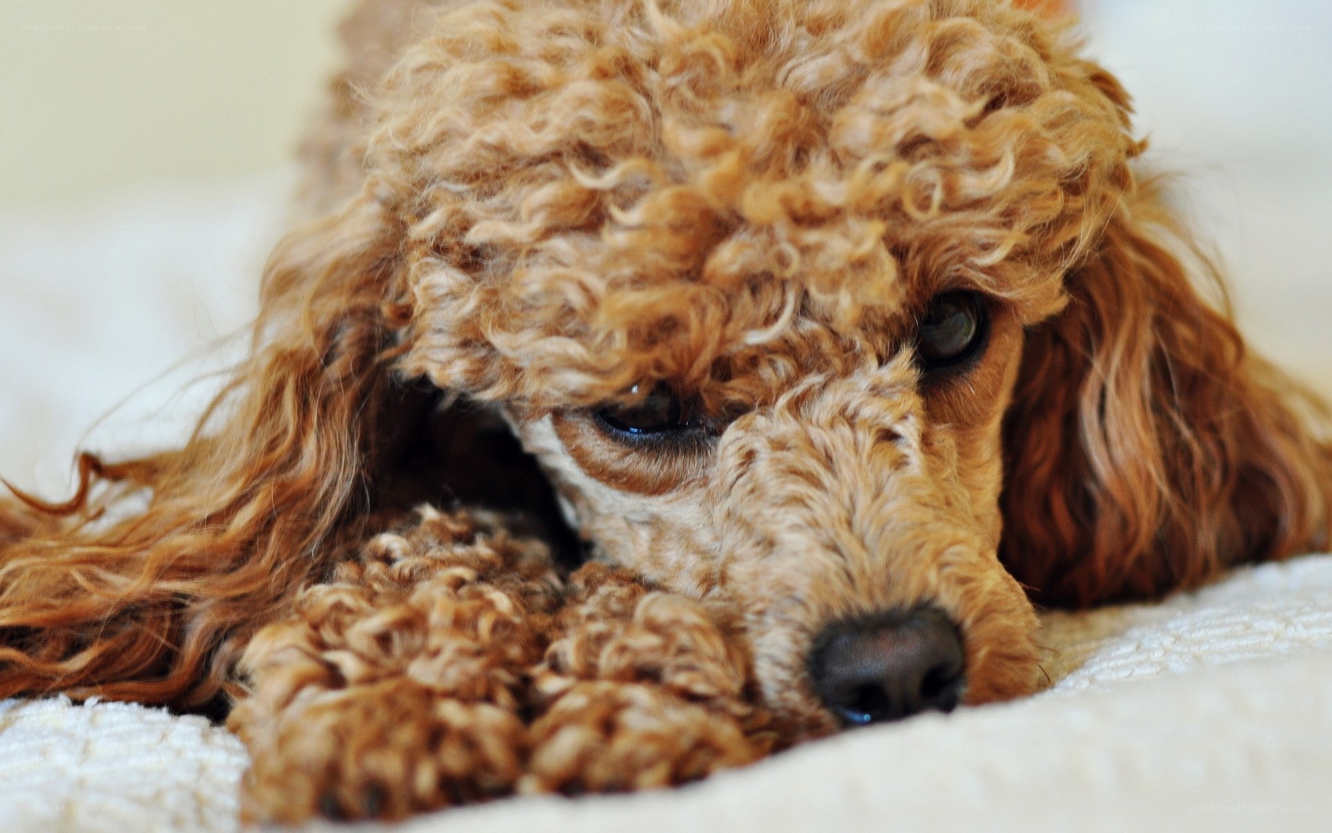 brown poodle resting