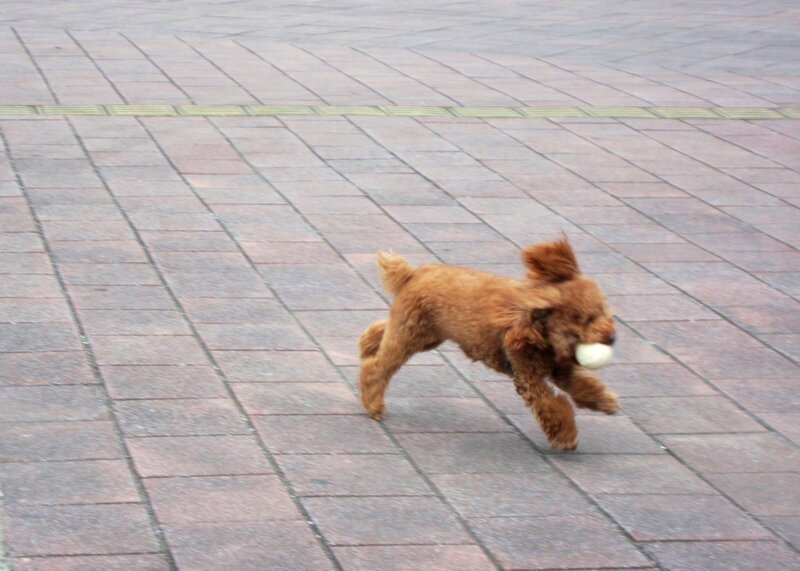 Brown Poodle Running