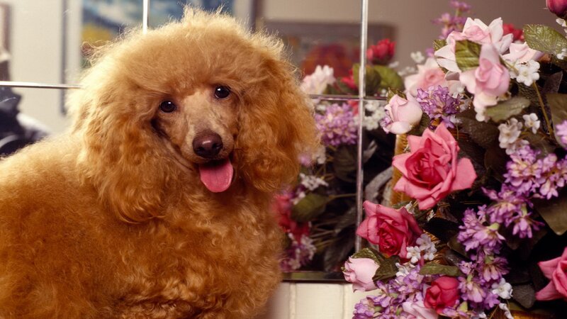 brown poodle with flowers