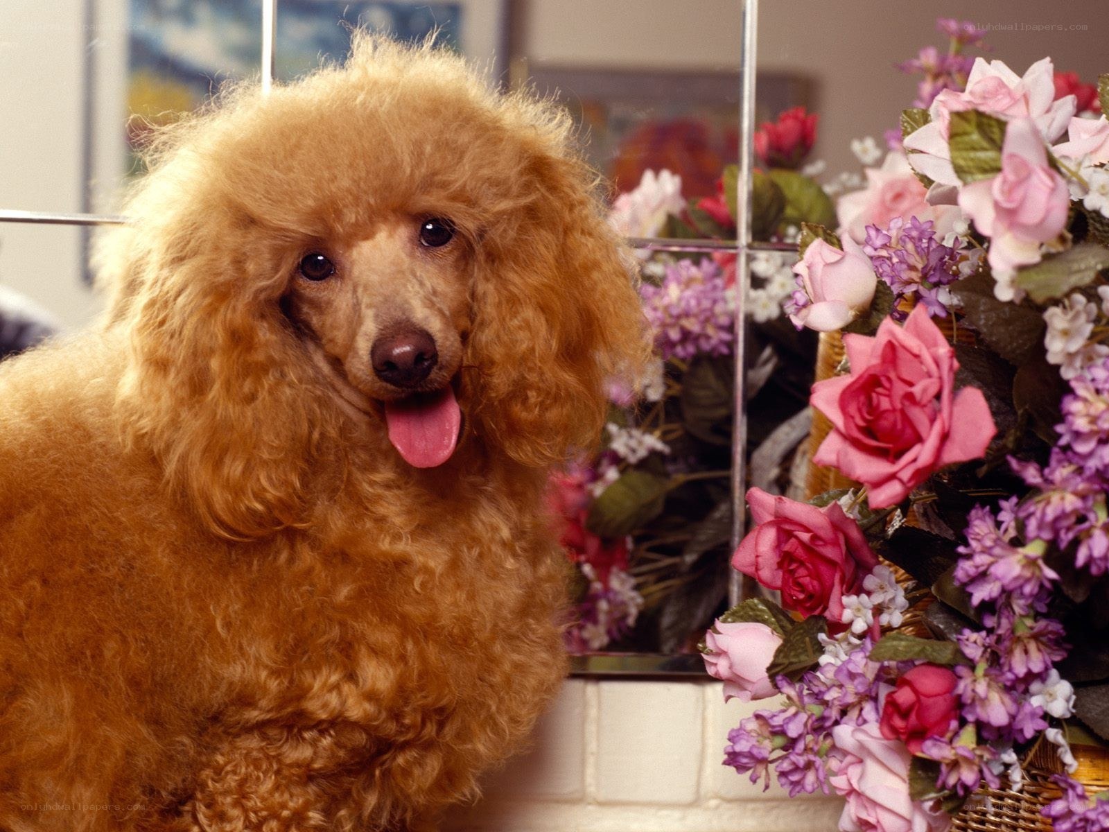 brown poodle with flowers