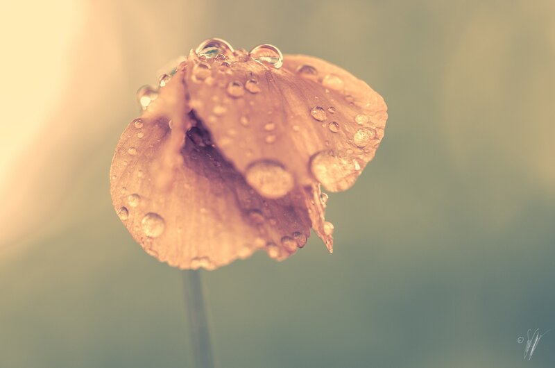 Brown Poppy Flower