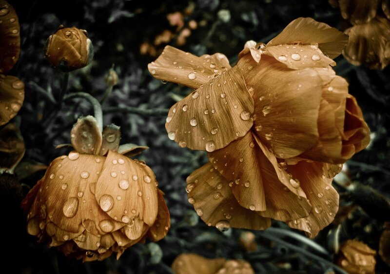 Brown Poppy Flowers