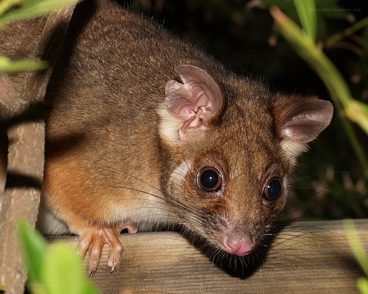 brown possum on wooden beam