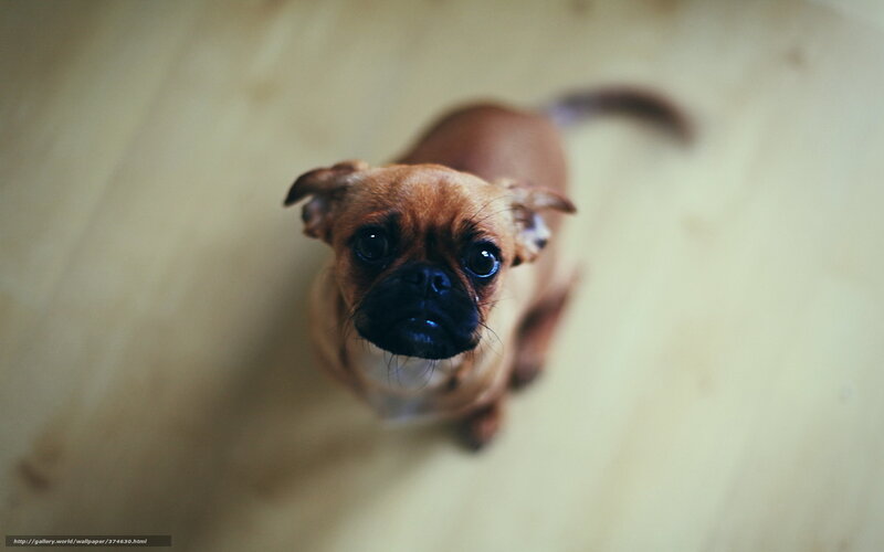 Brown Pug Puppy