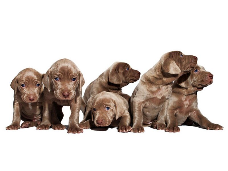 Brown Puppies in a Row