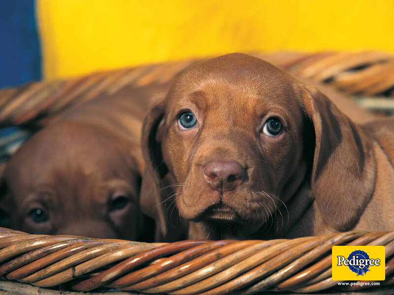 Brown Puppies in Basket
