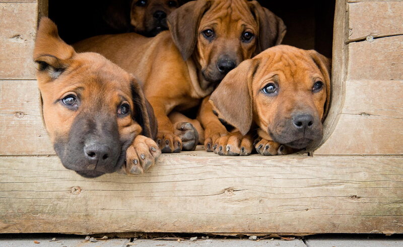 Brown Puppies in Doghouse