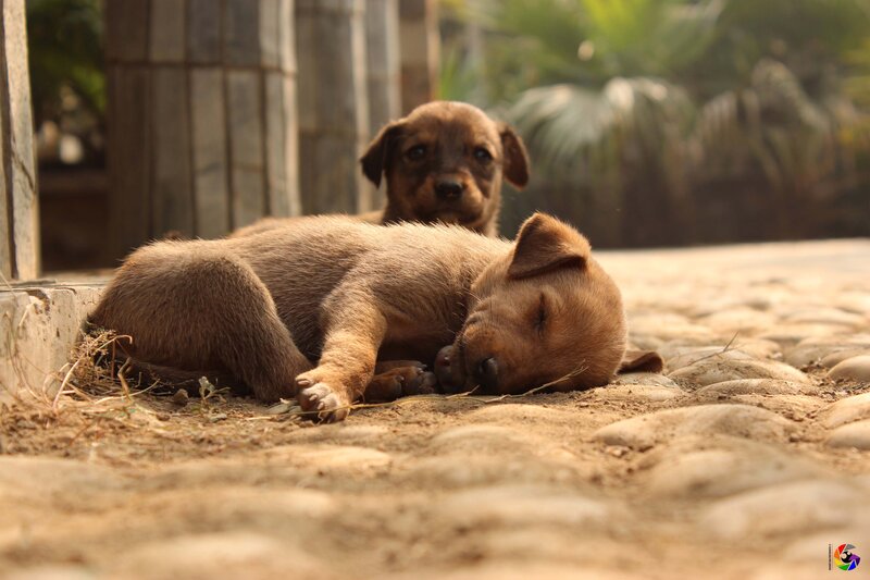 Brown Puppies on Ground