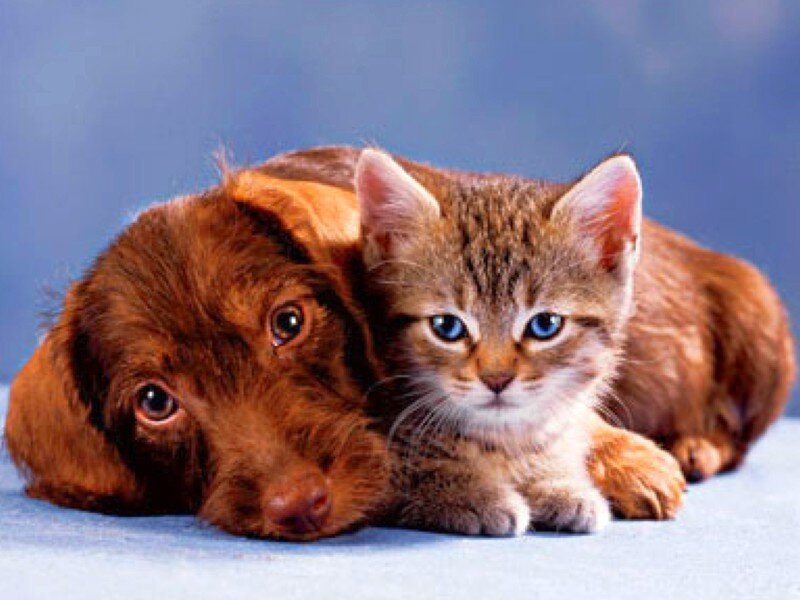 Brown Puppy and Kitten