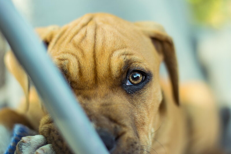 Brown Puppy Behind Bars
