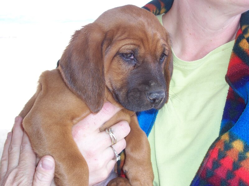 Brown Puppy Being Held