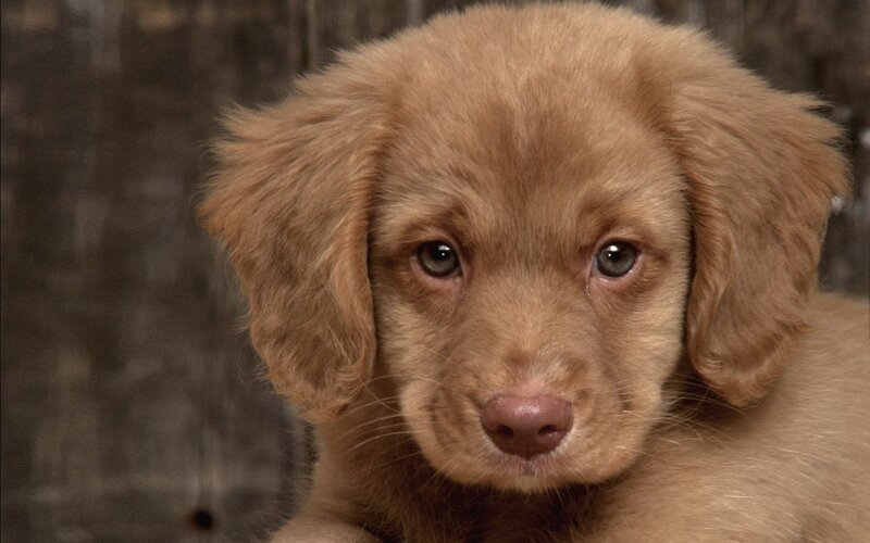 Brown Puppy — Calm, Photograph, Dog