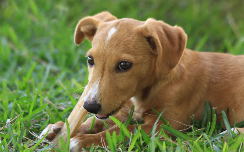 Brown Puppy Chewing Bone