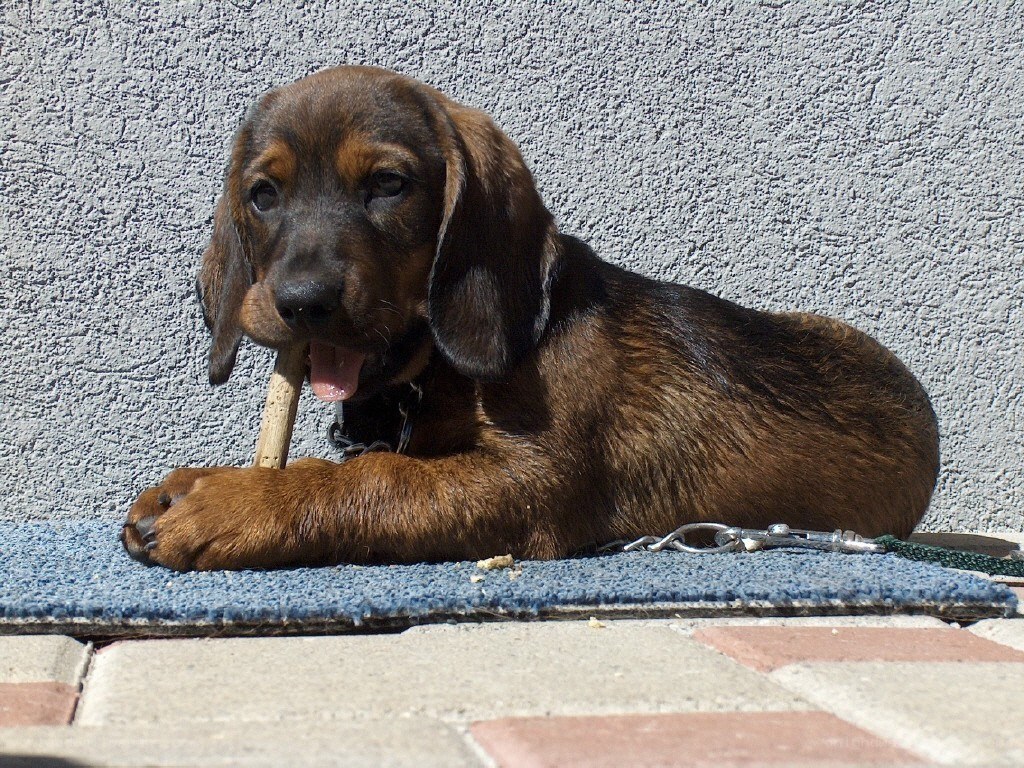 brown puppy chewing stick