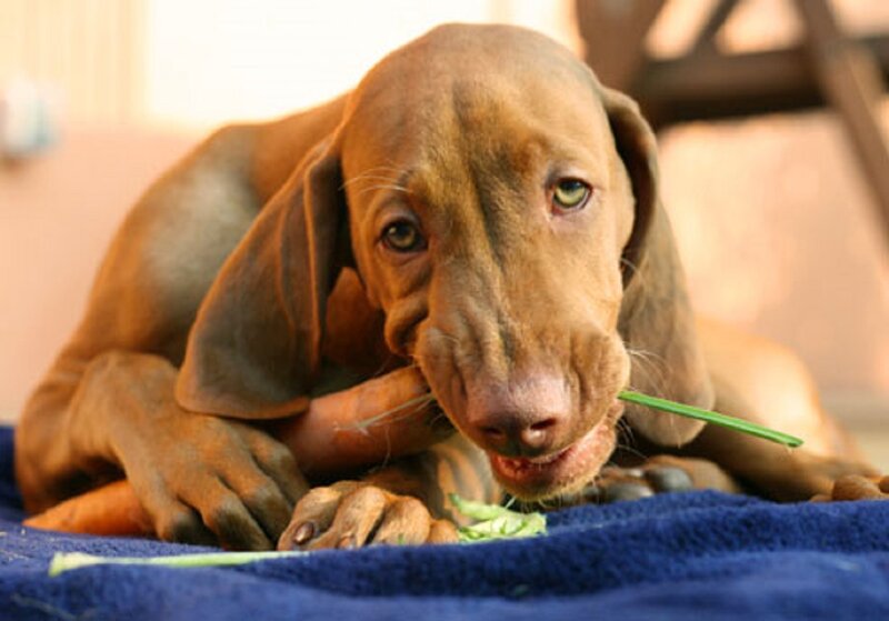 Brown Puppy Chewing