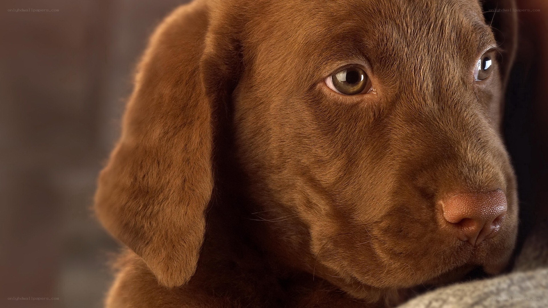 brown puppy close-up