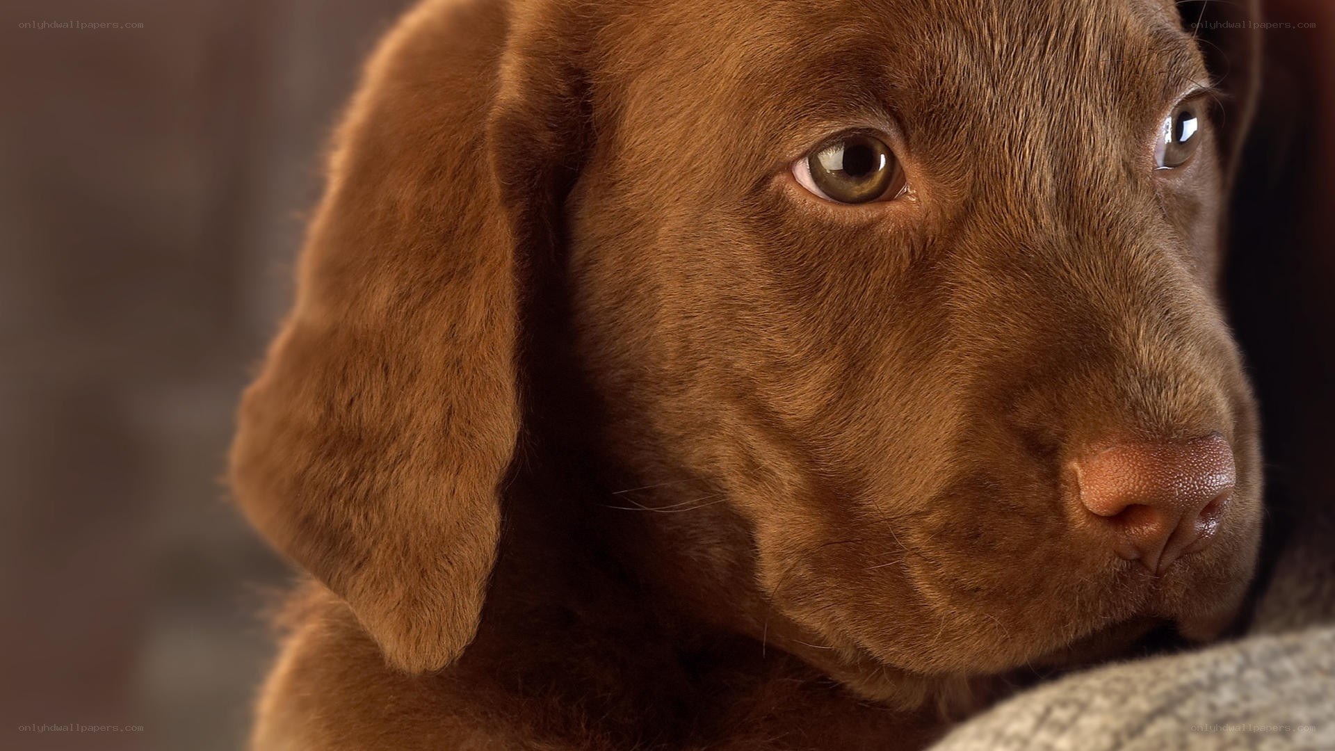 brown puppy close-up