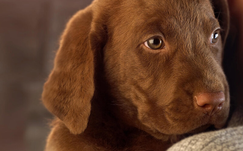 brown puppy close-up