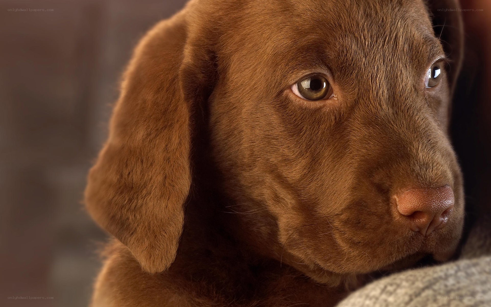 brown puppy close-up